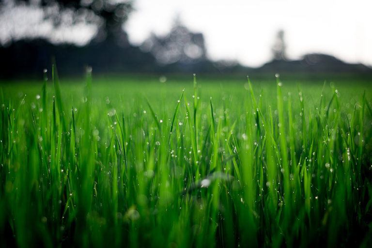 How Often Should I Fertilize My Lawn The Yard Fix